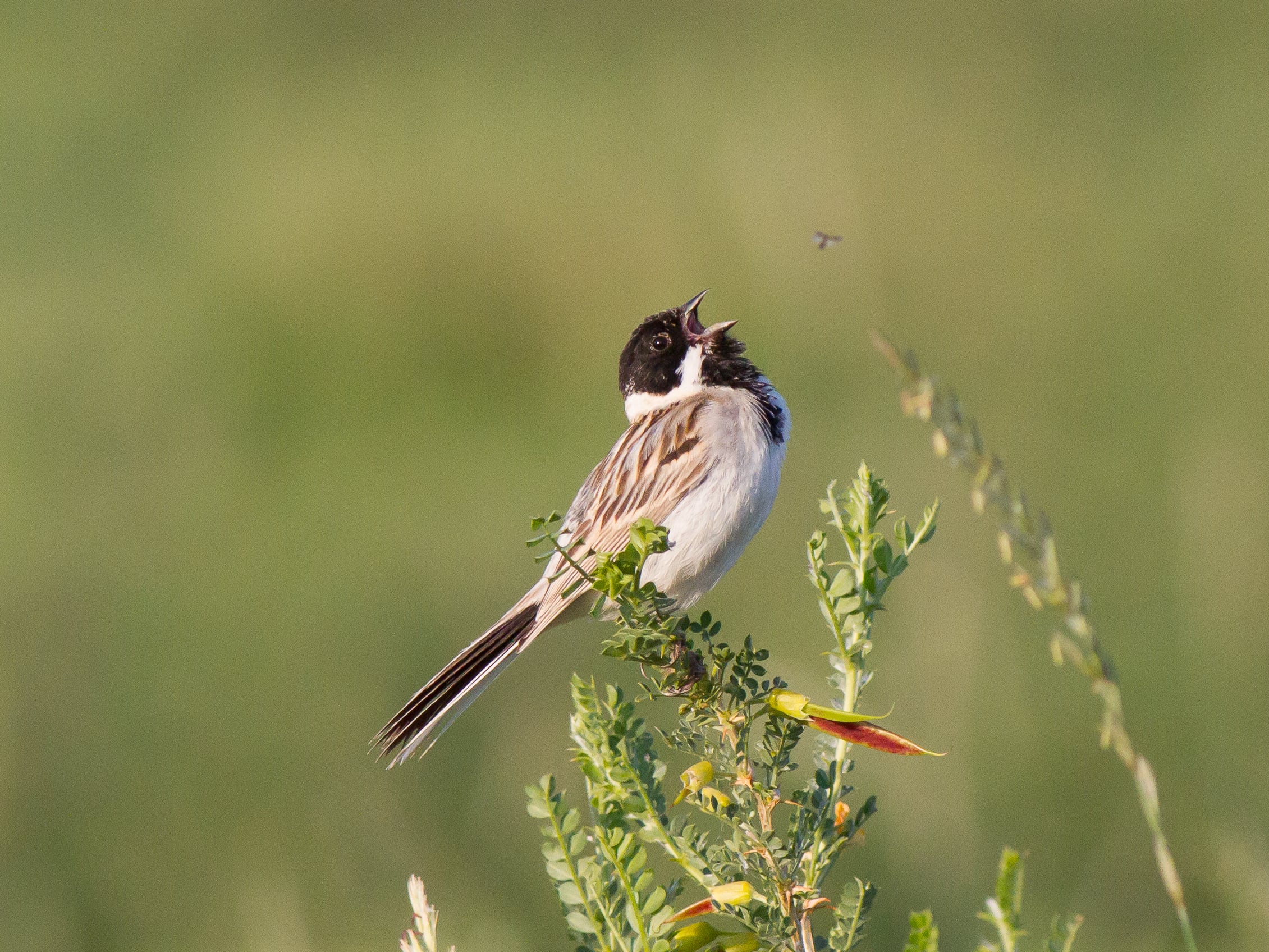 Pallas's Bunting