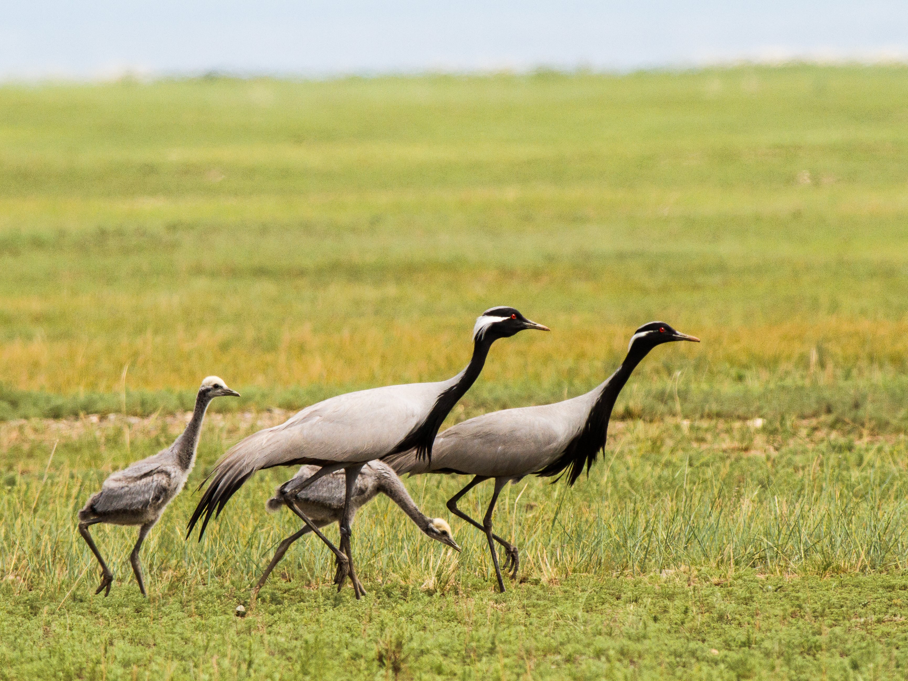 Demoiselle Crane
