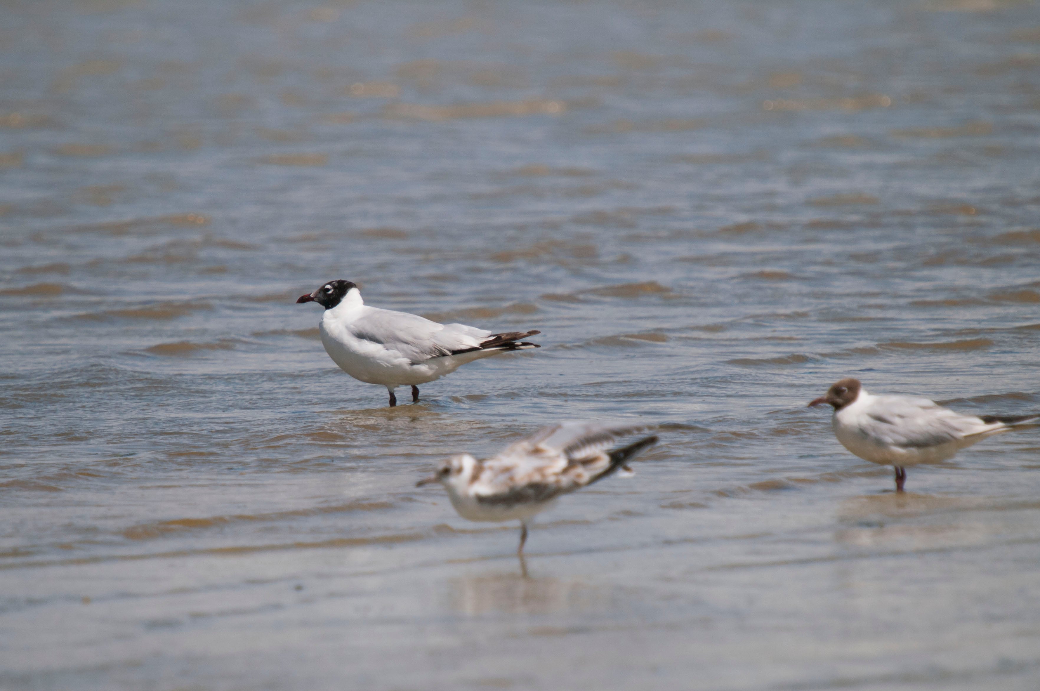 Relict Gull