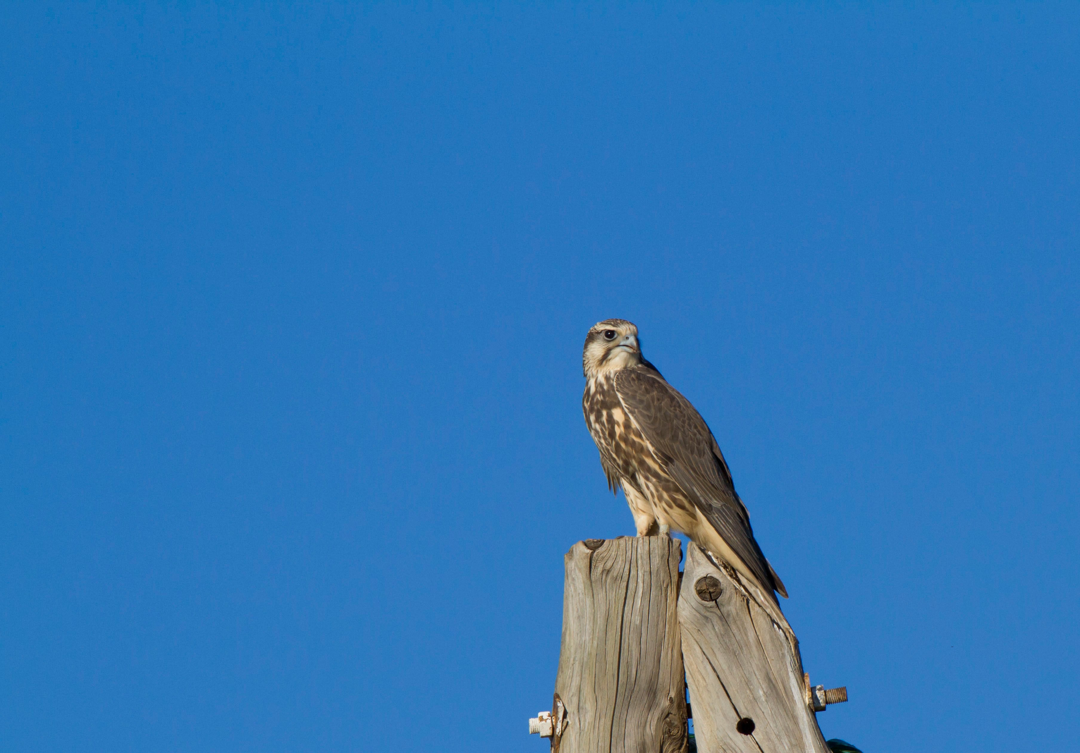 Saker Falcon